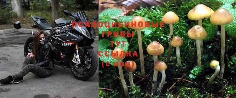 ссылка на мегу   Новороссийск  Галлюциногенные грибы Magic Shrooms  это официальный сайт  закладки 